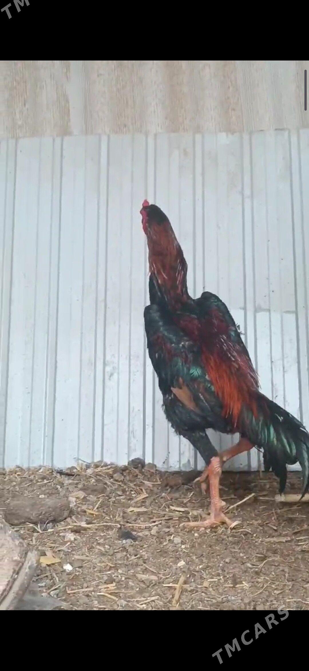 HORAZLAR - Туркменабат - img 2