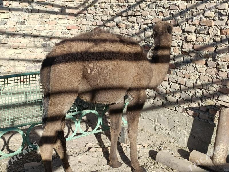 torym - Берекет - img 1