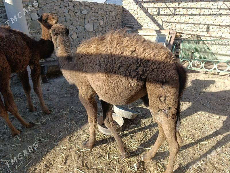 torym - Берекет - img 3