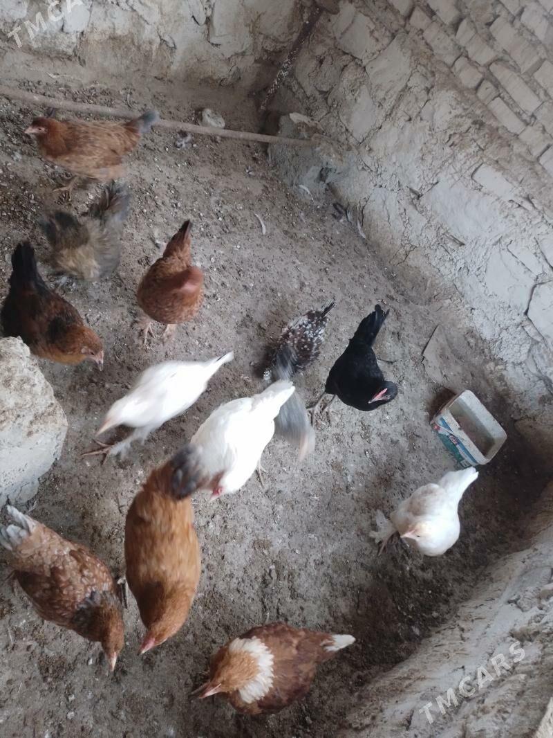 jùyje - Берекет - img 3