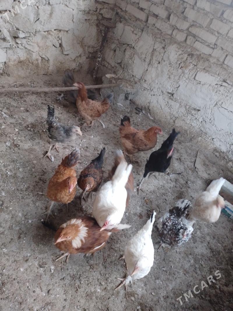 jùyje - Берекет - img 2