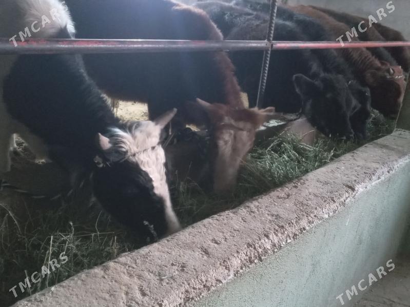 uly 8.okiz - Бузмеин - img 2