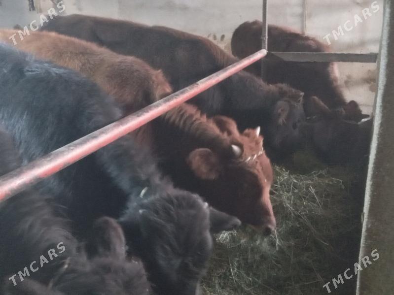 uly 8.okiz - Бузмеин - img 5