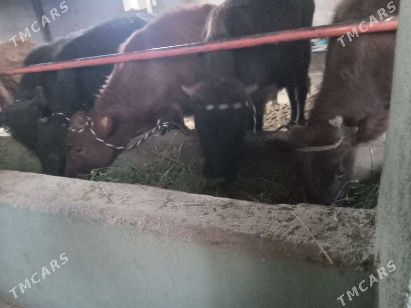 uly 8.okiz - Бузмеин - img 3