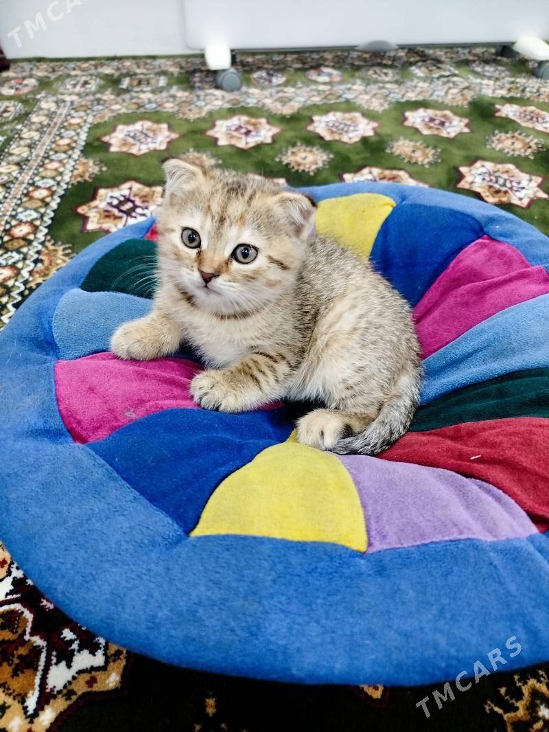 Вислоухая кошка - Мары - img 2