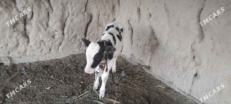 Göleli sygyr - Dänew - img 2