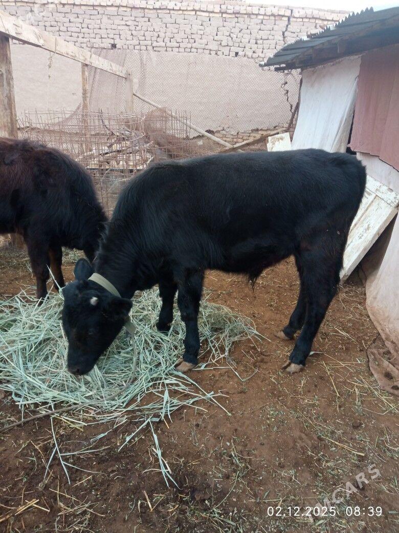 Okiz - Дашогуз - img 2