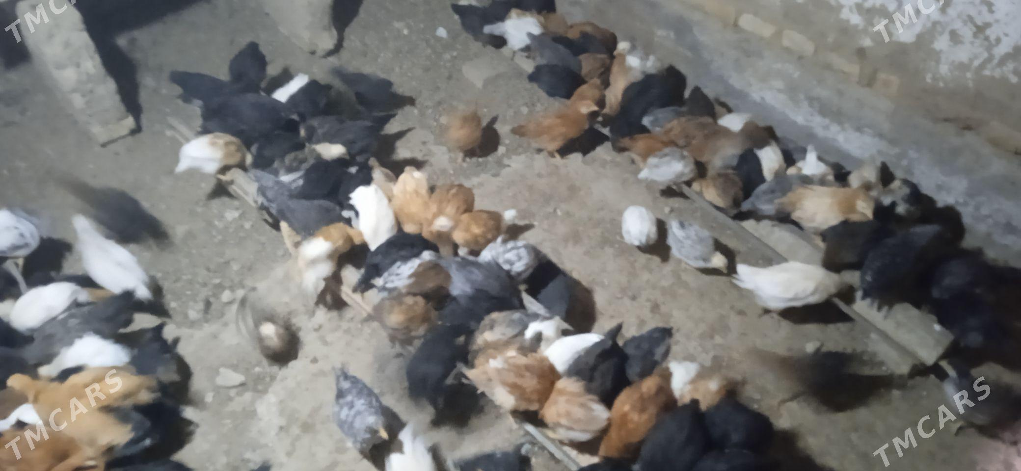 Jüýje - Mary - img 2