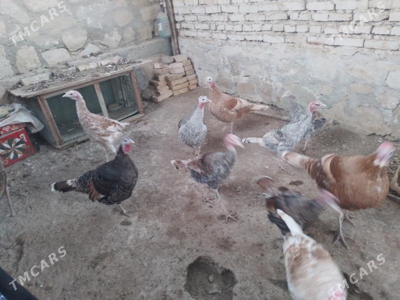 Induk - Bereket - img 3