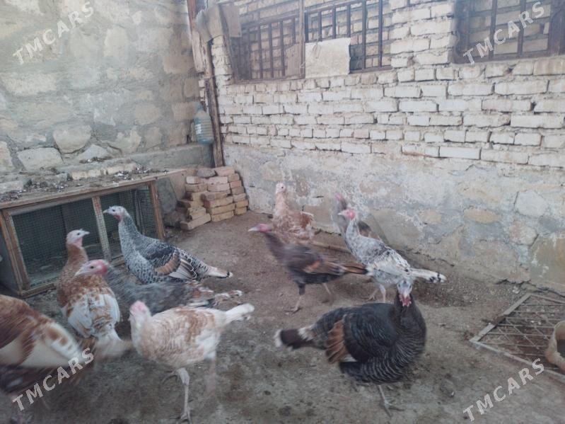 Induk - Bereket - img 2