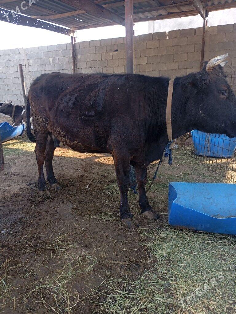 sygyr - Чоганлы - img 4