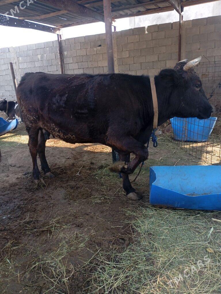 sygyr - Чоганлы - img 2