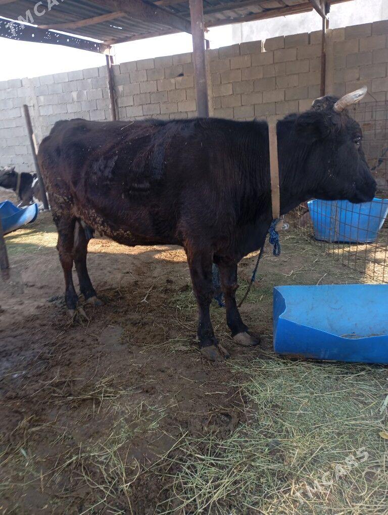 sygyr - Чоганлы - img 5