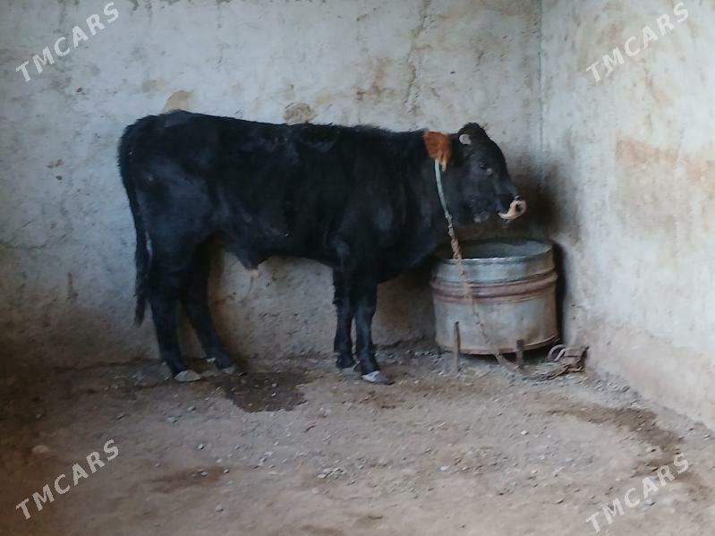 ökuz - Гызыларбат - img 2