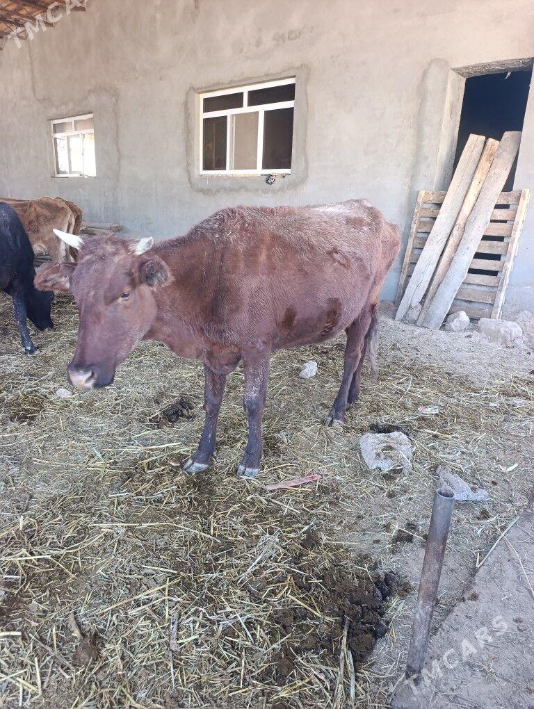 BOGAZ SYGYR - Мары - img 1