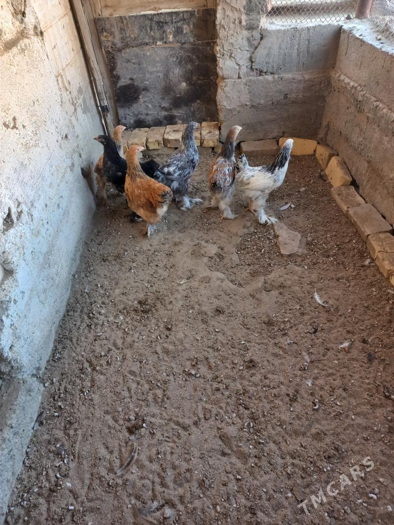 paroda juje - Гумдаг - img 4