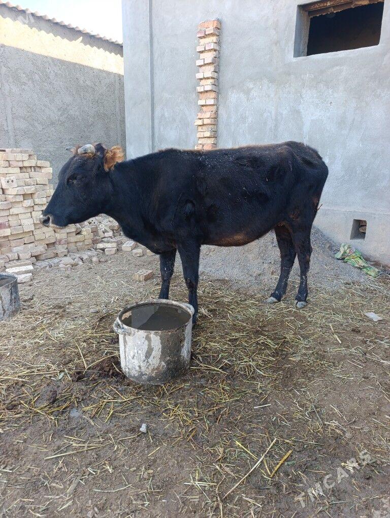 BOGAZ SYGYR - Мары - img 1