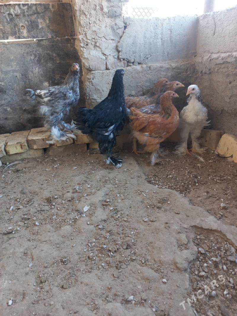 paroda juje - Гумдаг - img 3