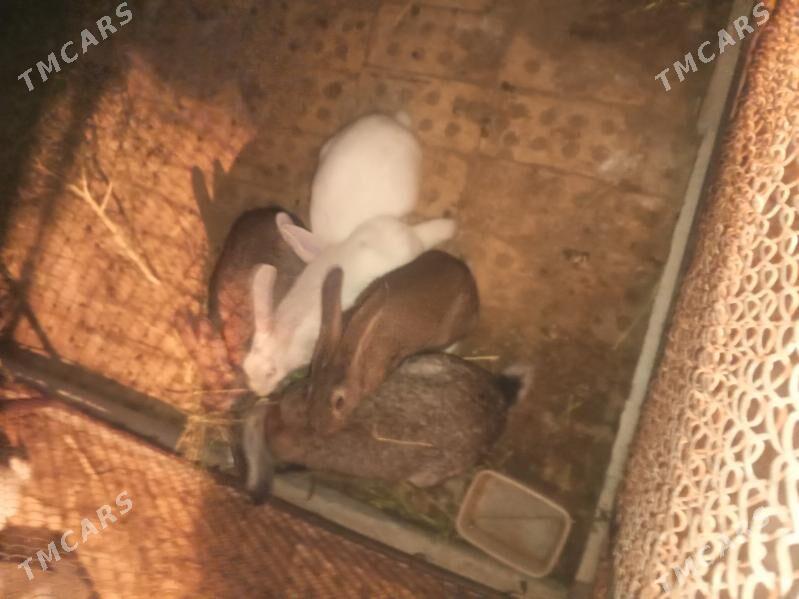 towsan - Ак-Бугдайский этрап - img 2