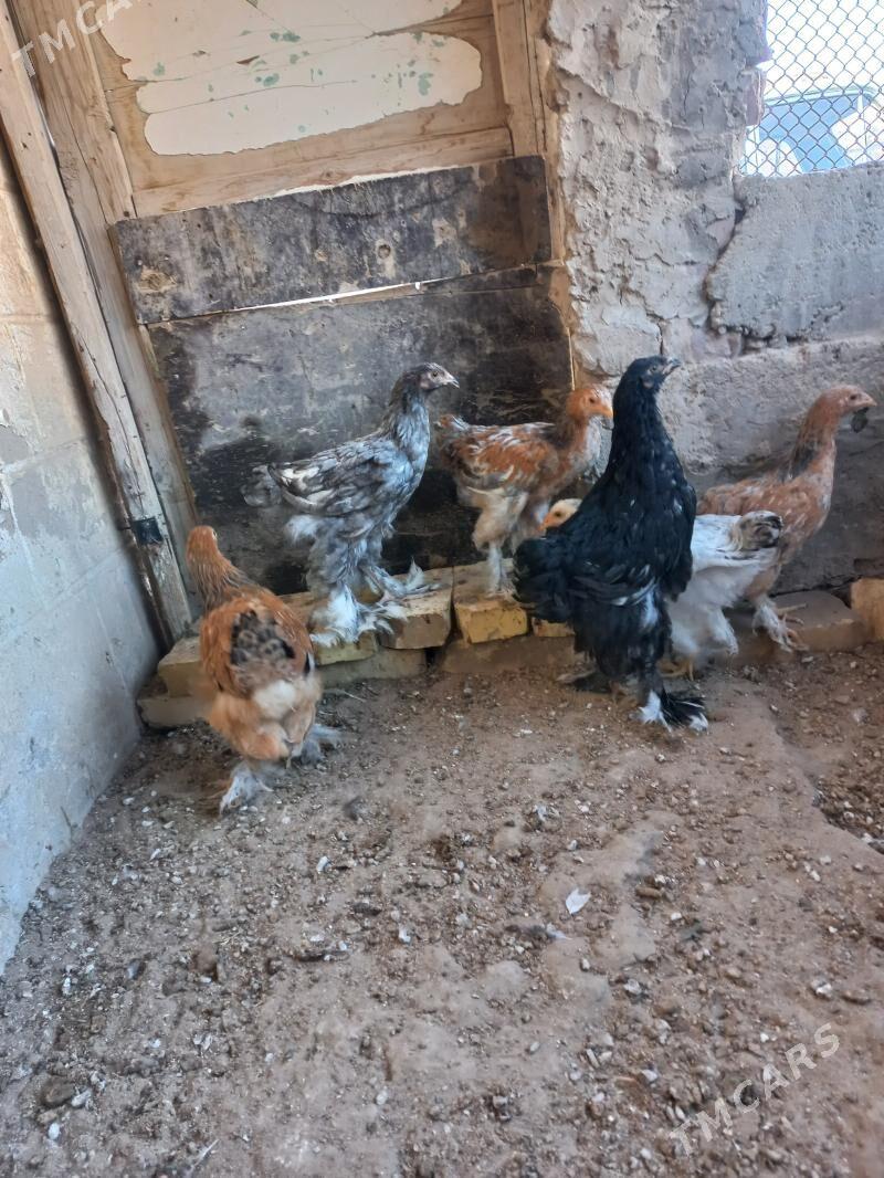 paroda juje - Гумдаг - img 2