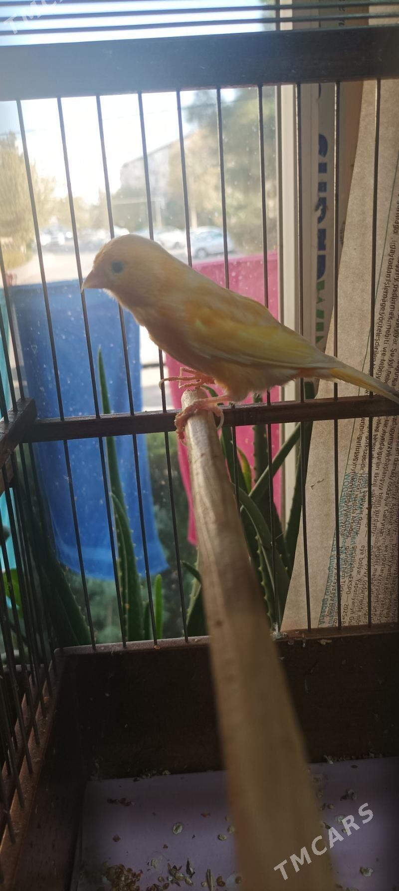 kanareyka gyzjagaz - Ашхабад - img 5