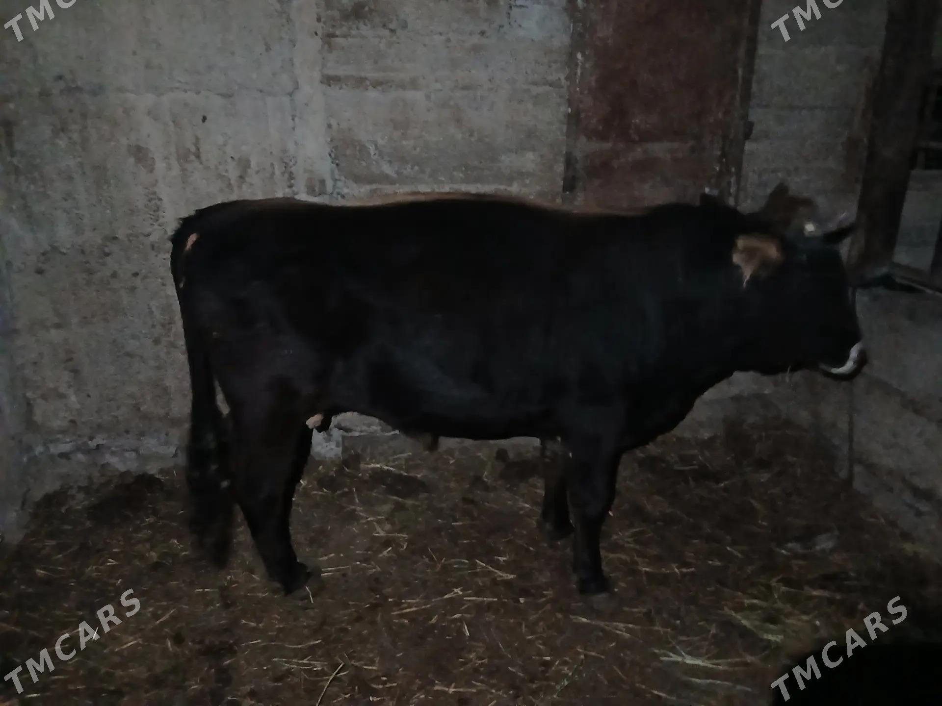 okuz - Бузмеин - img 2