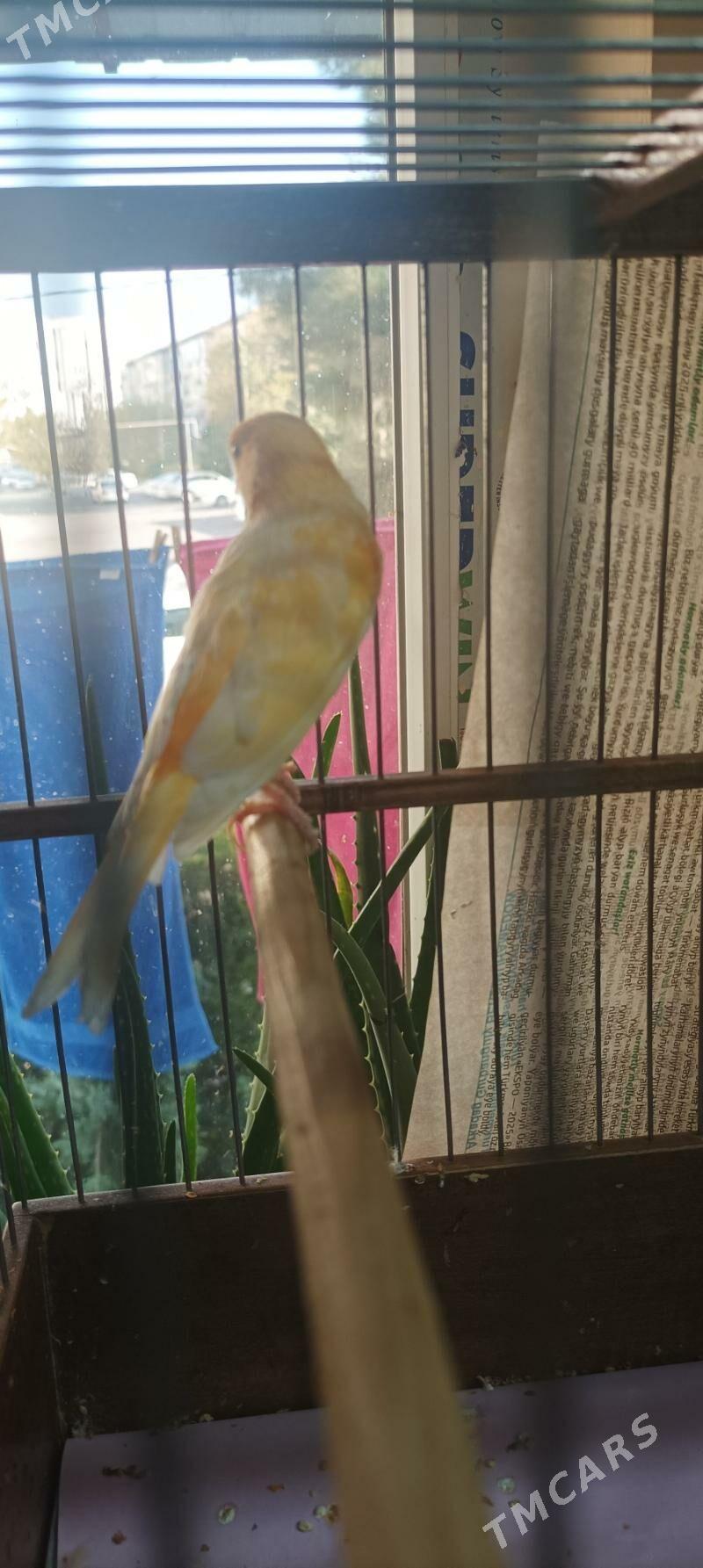 kanareyka gyzjagaz - Ашхабад - img 9