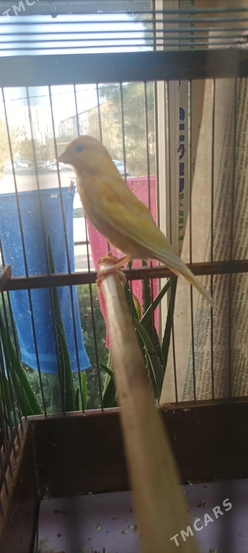 kanareyka gyzjagaz - Ашхабад - img 8