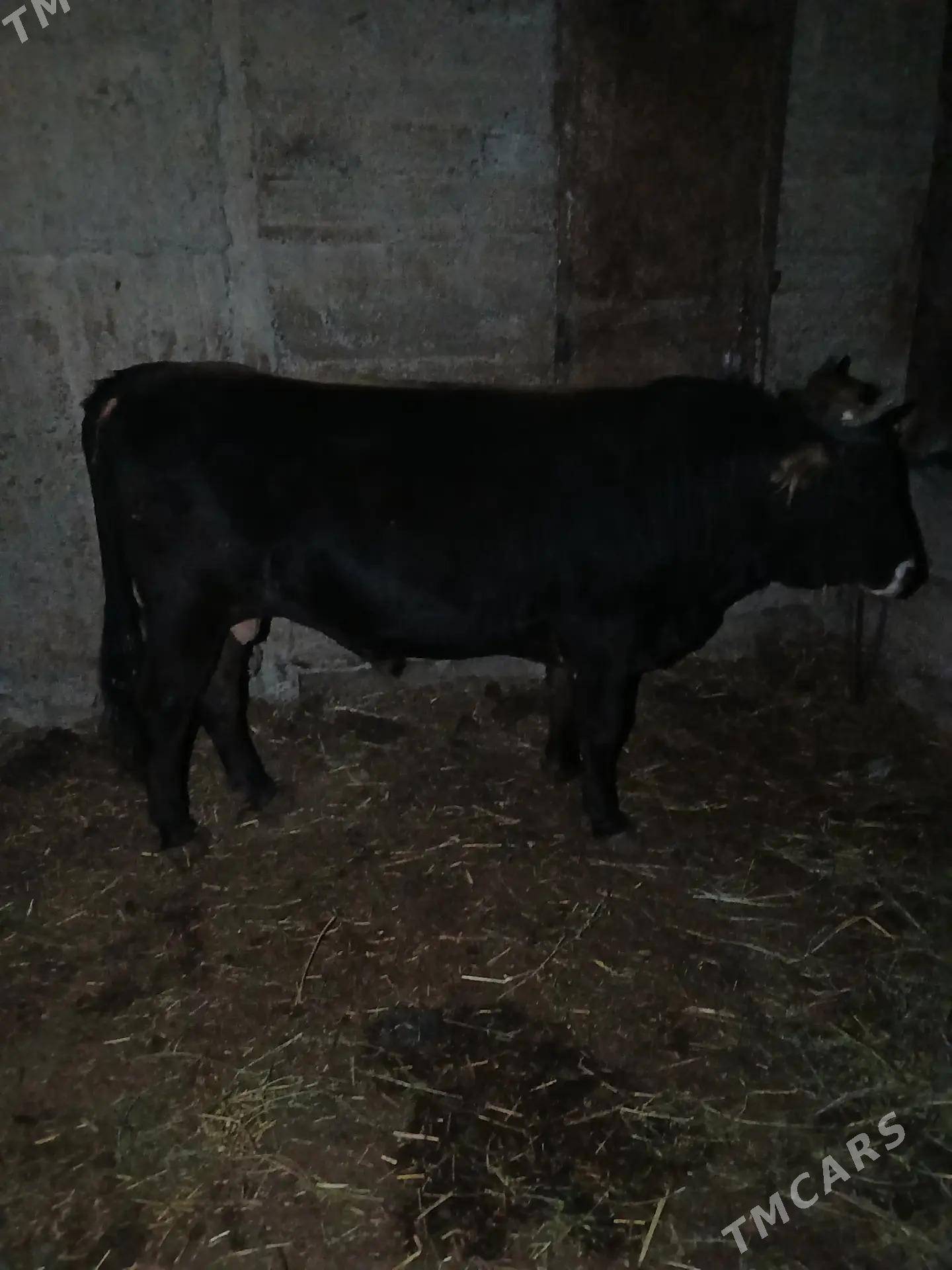 okuz - Бузмеин - img 3