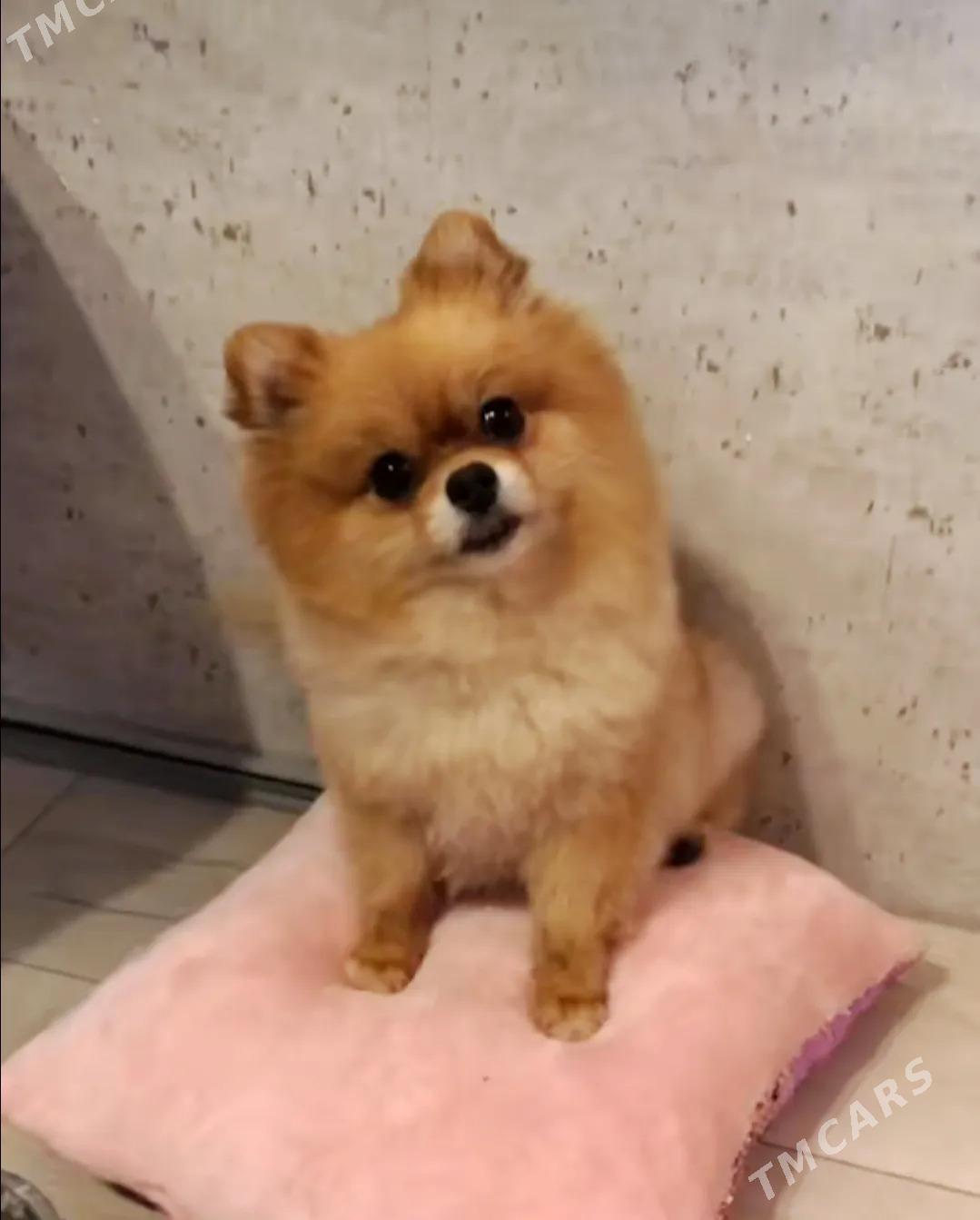 шпиц - Türkmenabat - img 3