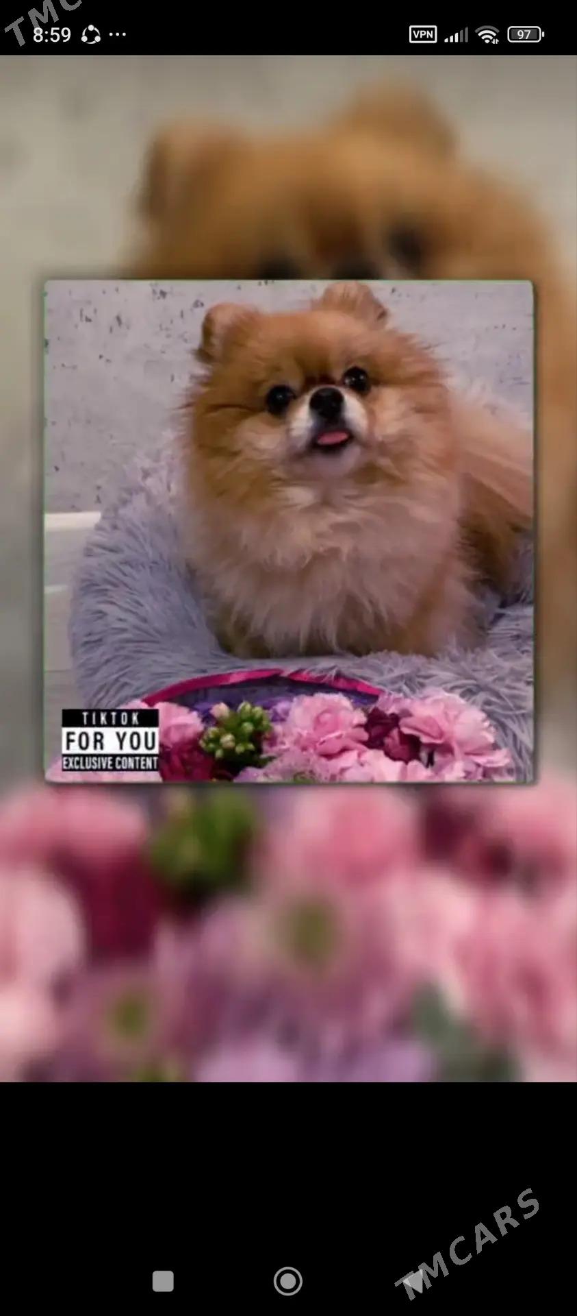 шпиц - Türkmenabat - img 4