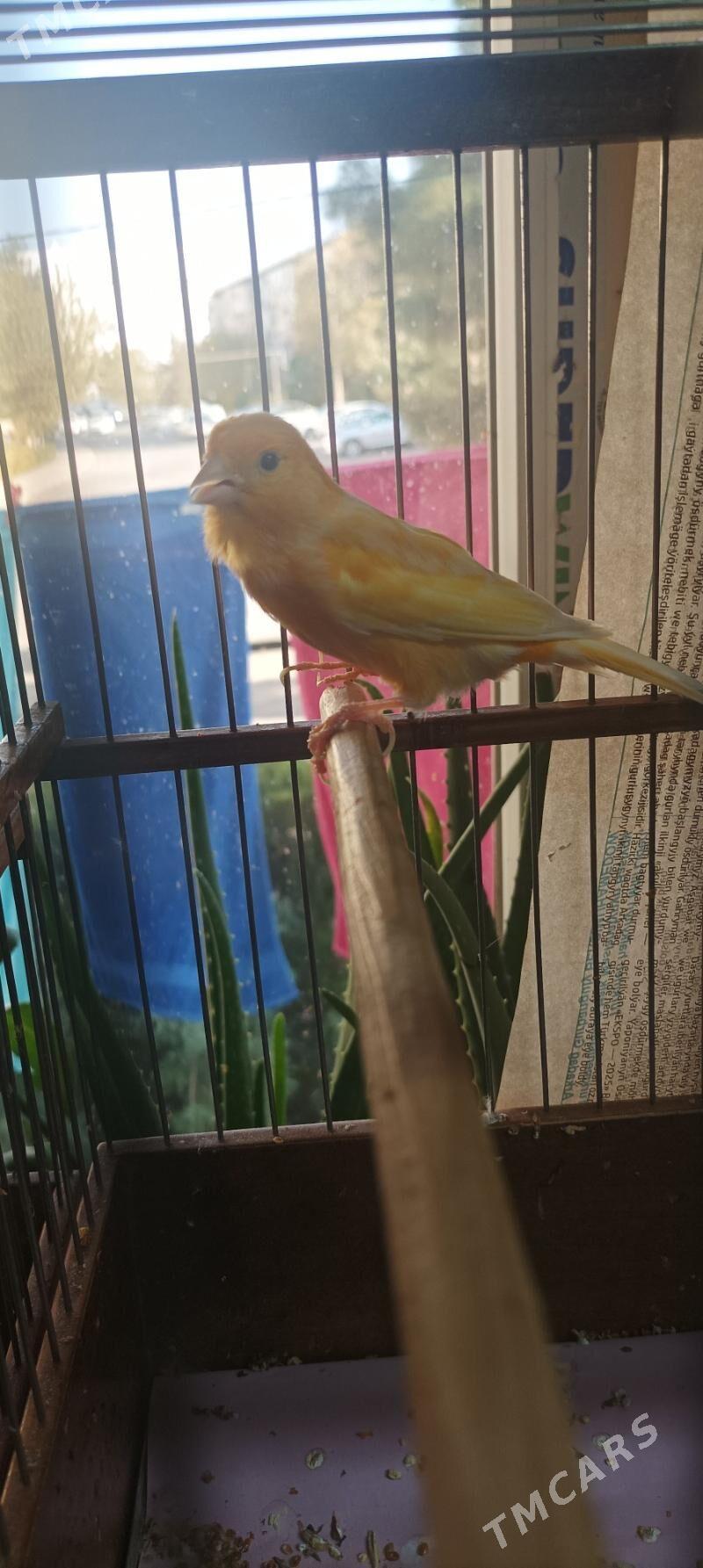 kanareyka gyzjagaz - Ашхабад - img 7