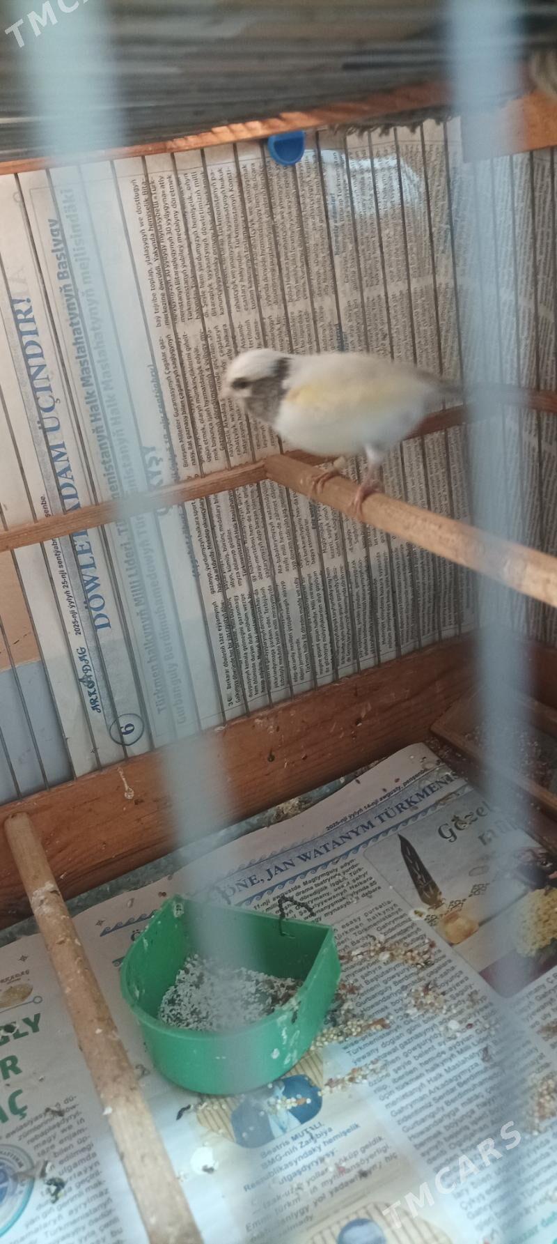 kanareyka gyzjagaz - Ашхабад - img 3