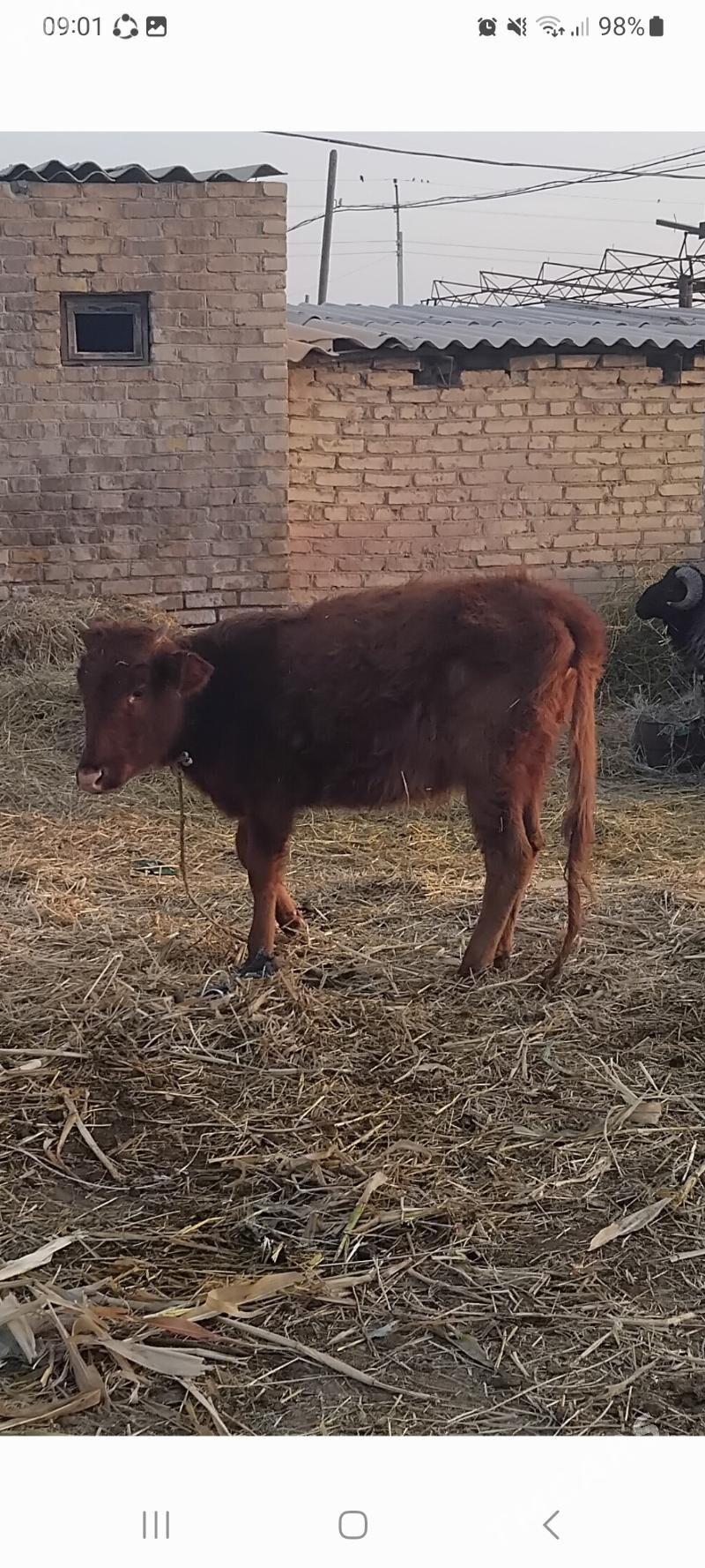 unajynlar - Дянев - img 2