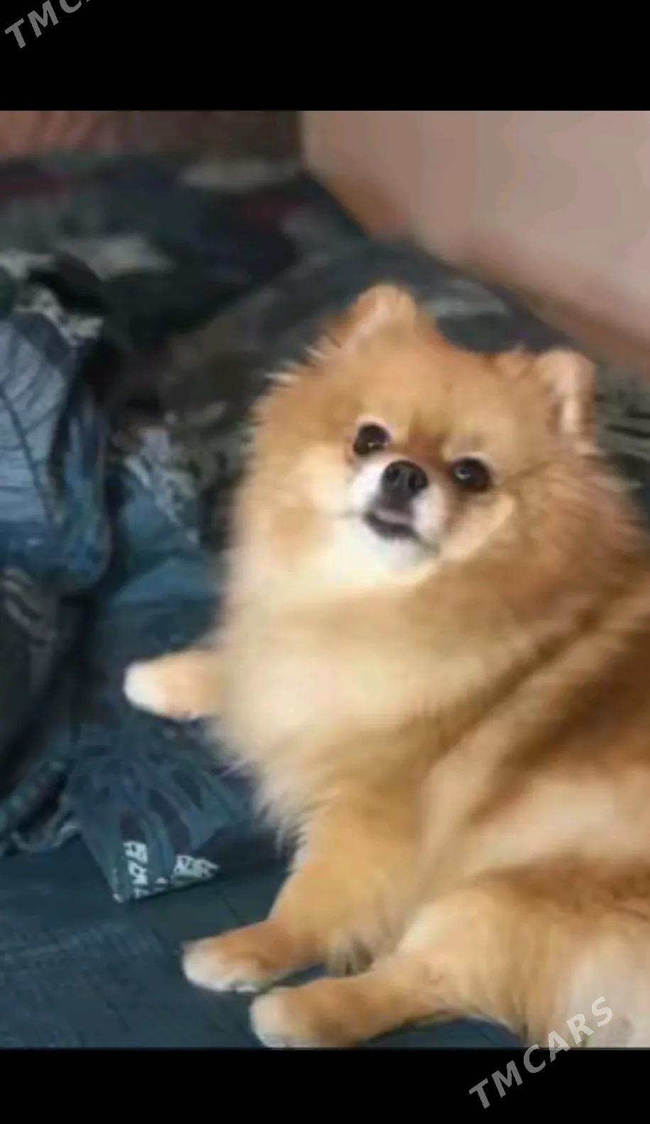 шпиц - Türkmenabat - img 2