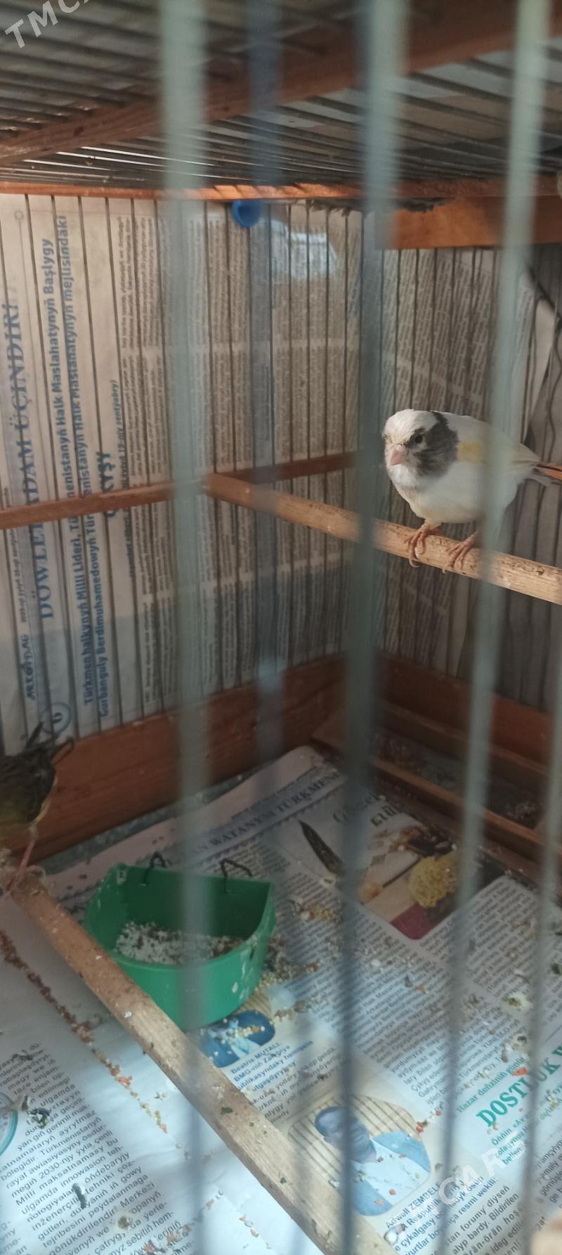 kanareyka gyzjagaz - Ашхабад - img 4