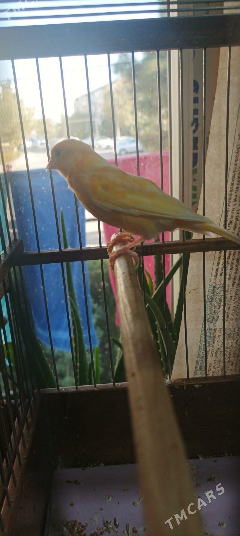 kanareyka gyzjagaz - Ашхабад - img 6