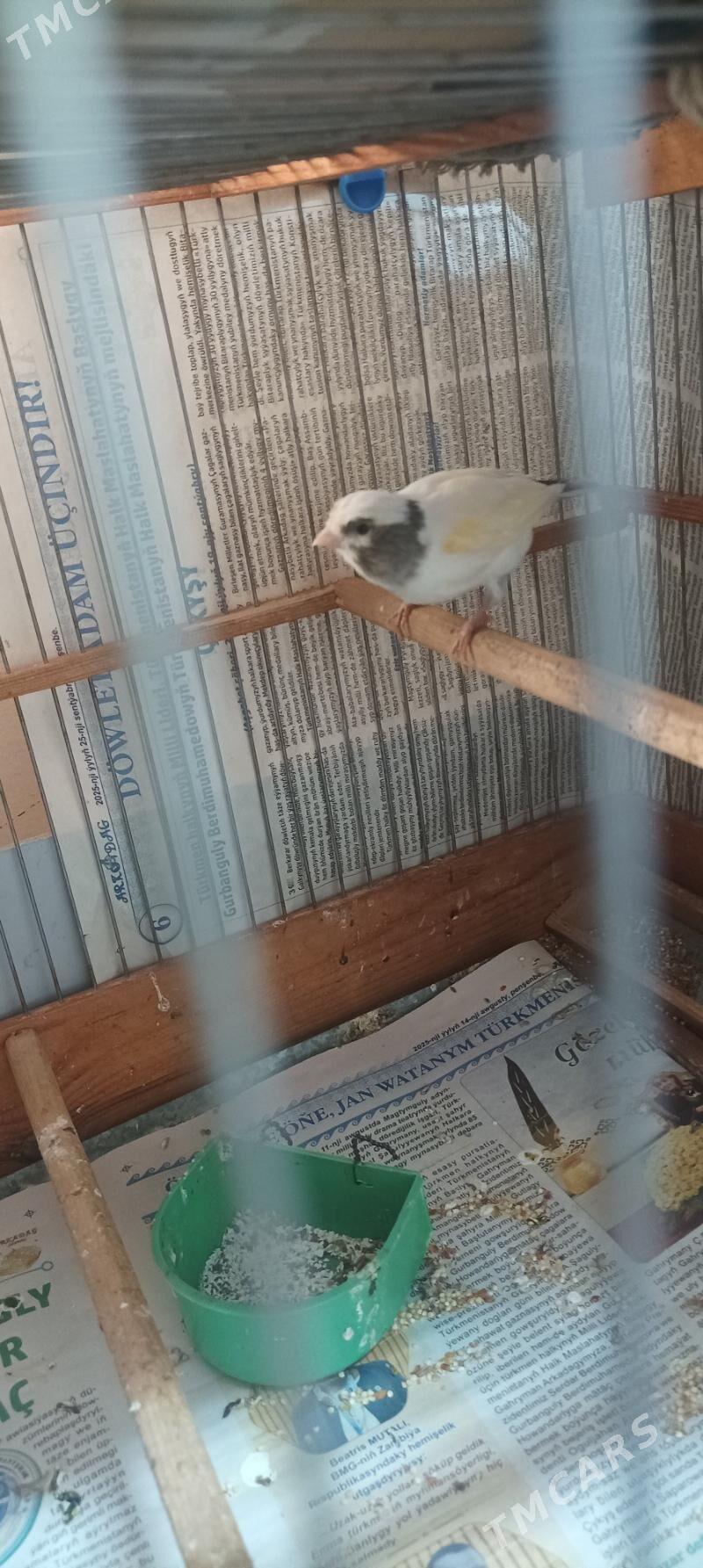 kanareyka gyzjagaz - Ашхабад - img 2