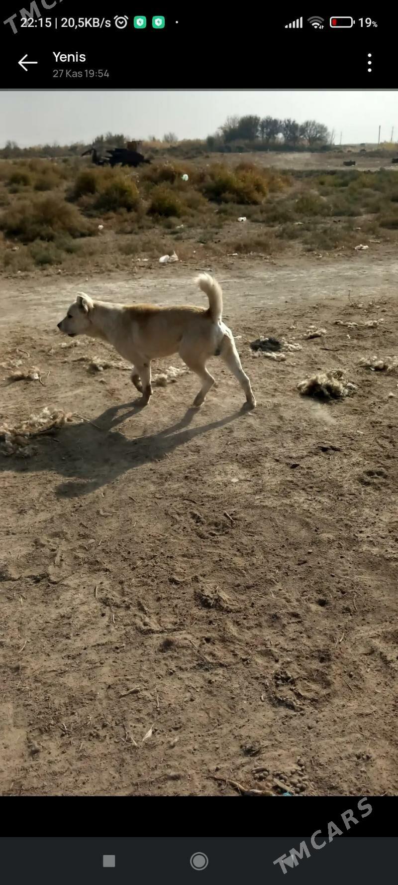 gujik. - Кака - img 3