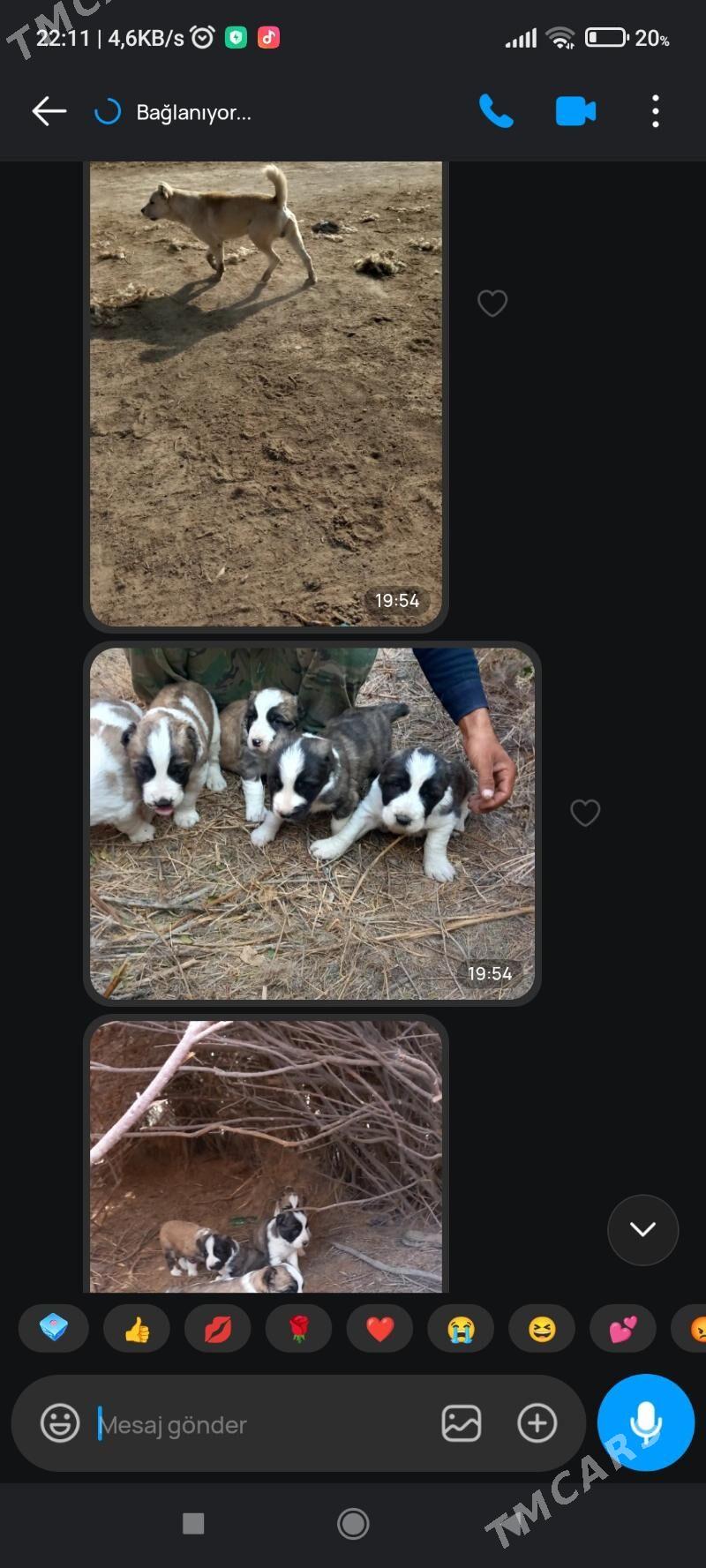 gujik. - Кака - img 4