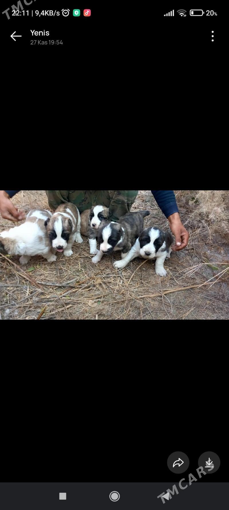 gujik. - Кака - img 2