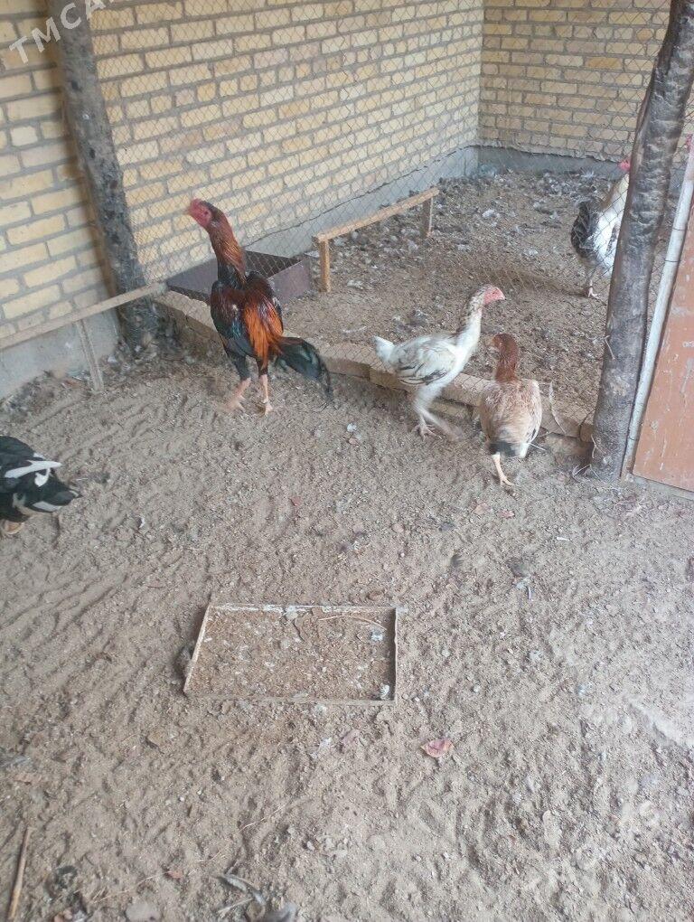 баецлар - Farap - img 4