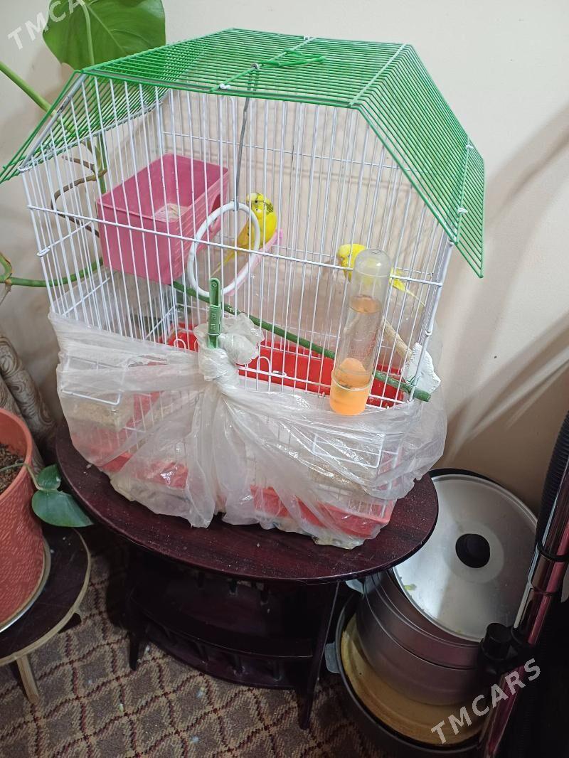 papugay - 1 мкр - img 2