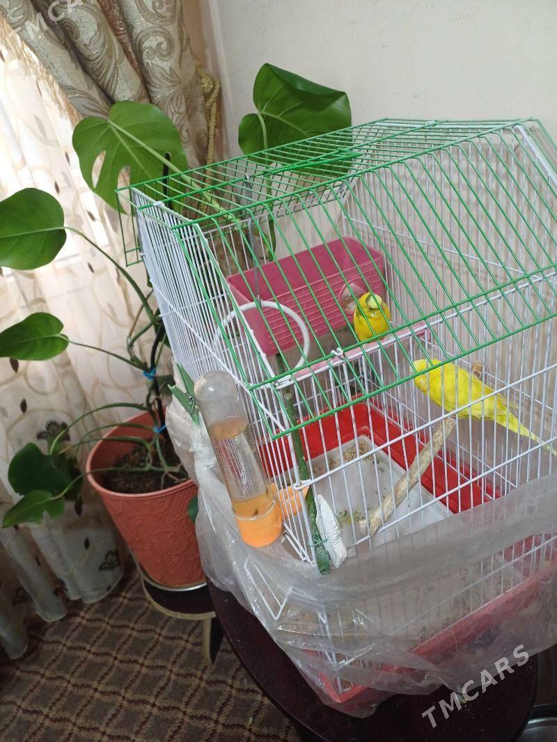 papugay - 1 мкр - img 1