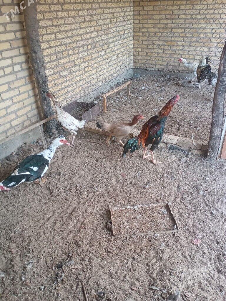 баецлар - Farap - img 3