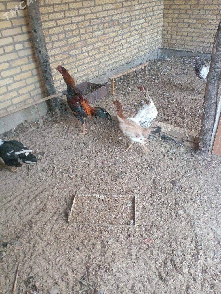 баецлар - Farap - img 2