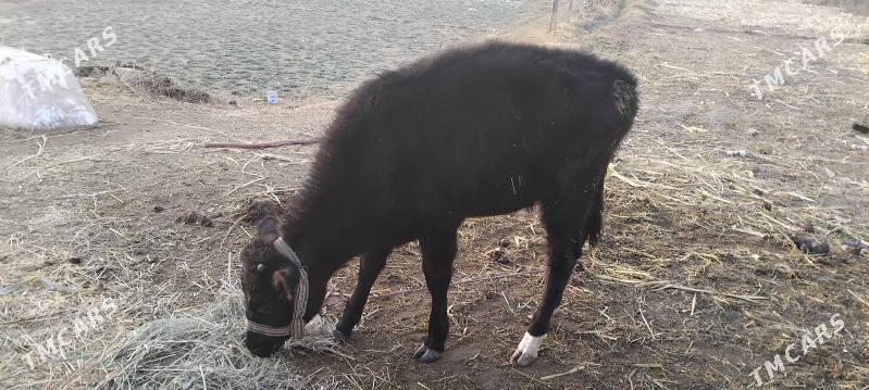 unajynlar - Дянев - img 3