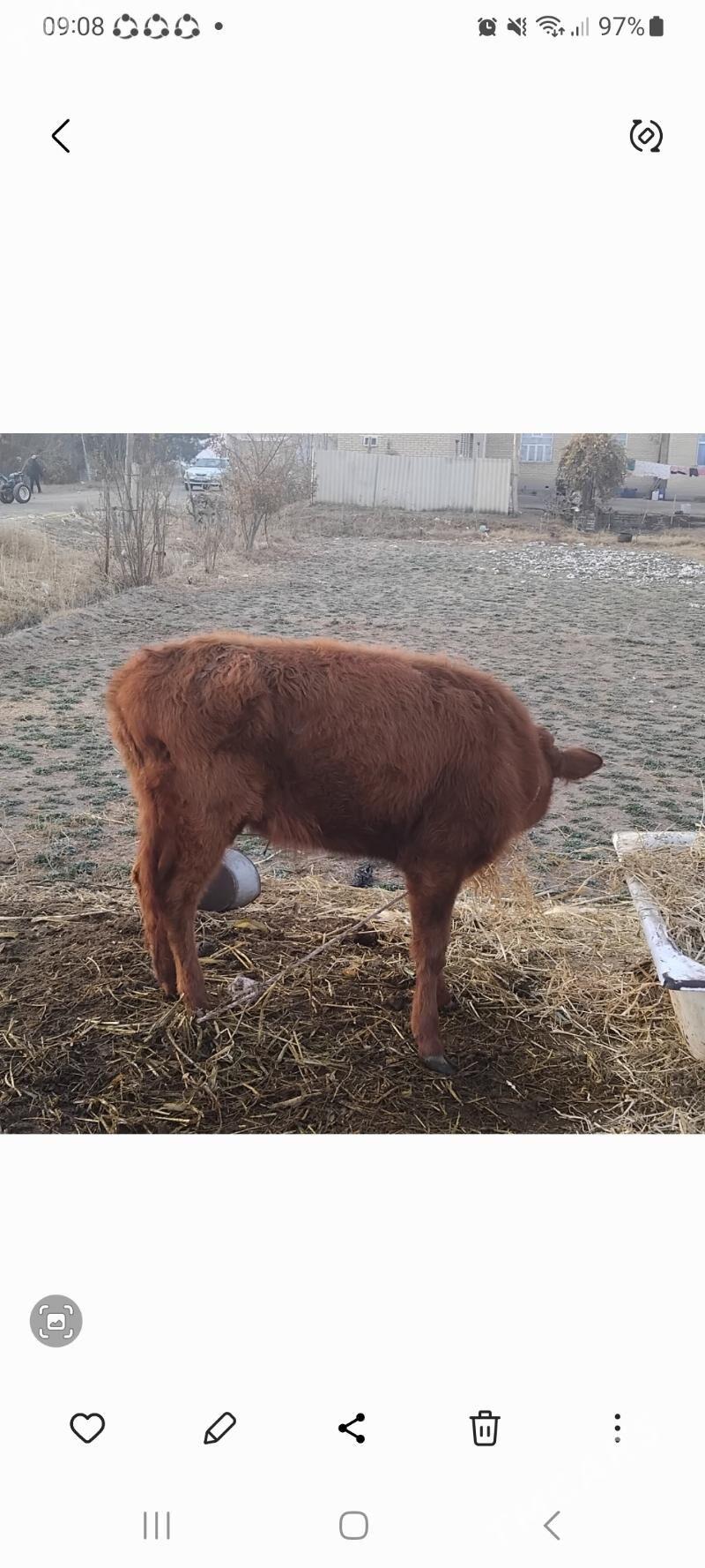 unajynlar - Дянев - img 4