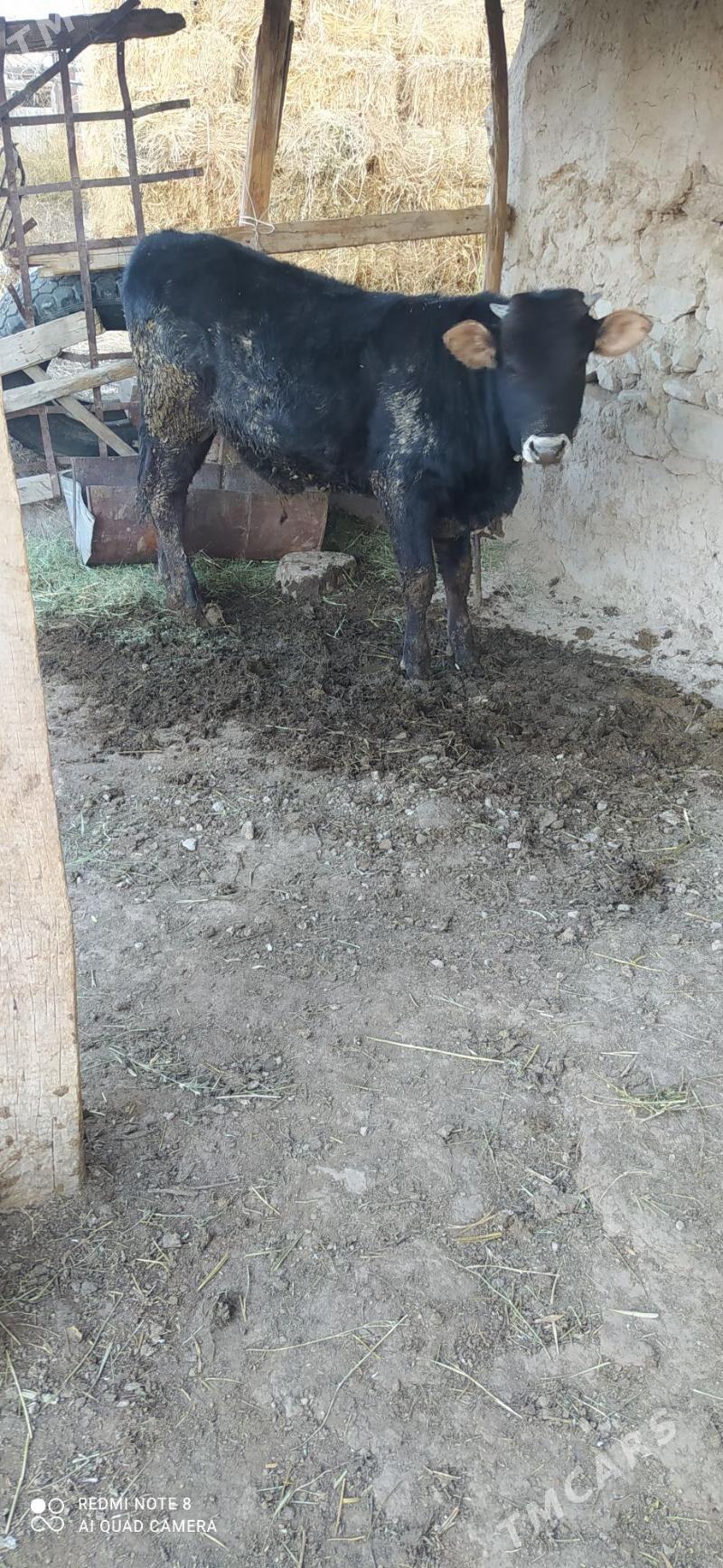 öküz - Bäherden - img 2