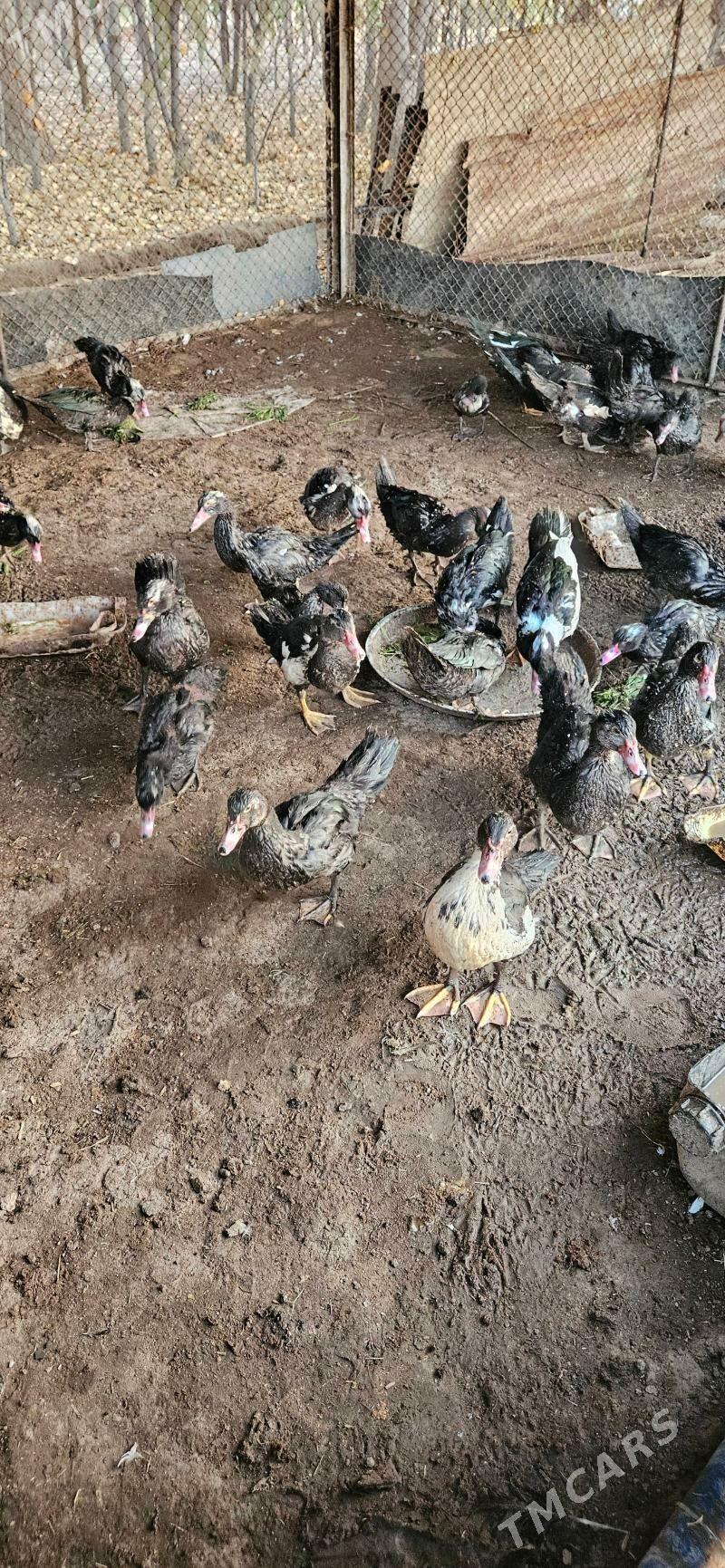 Indautga - Gökdepe - img 4